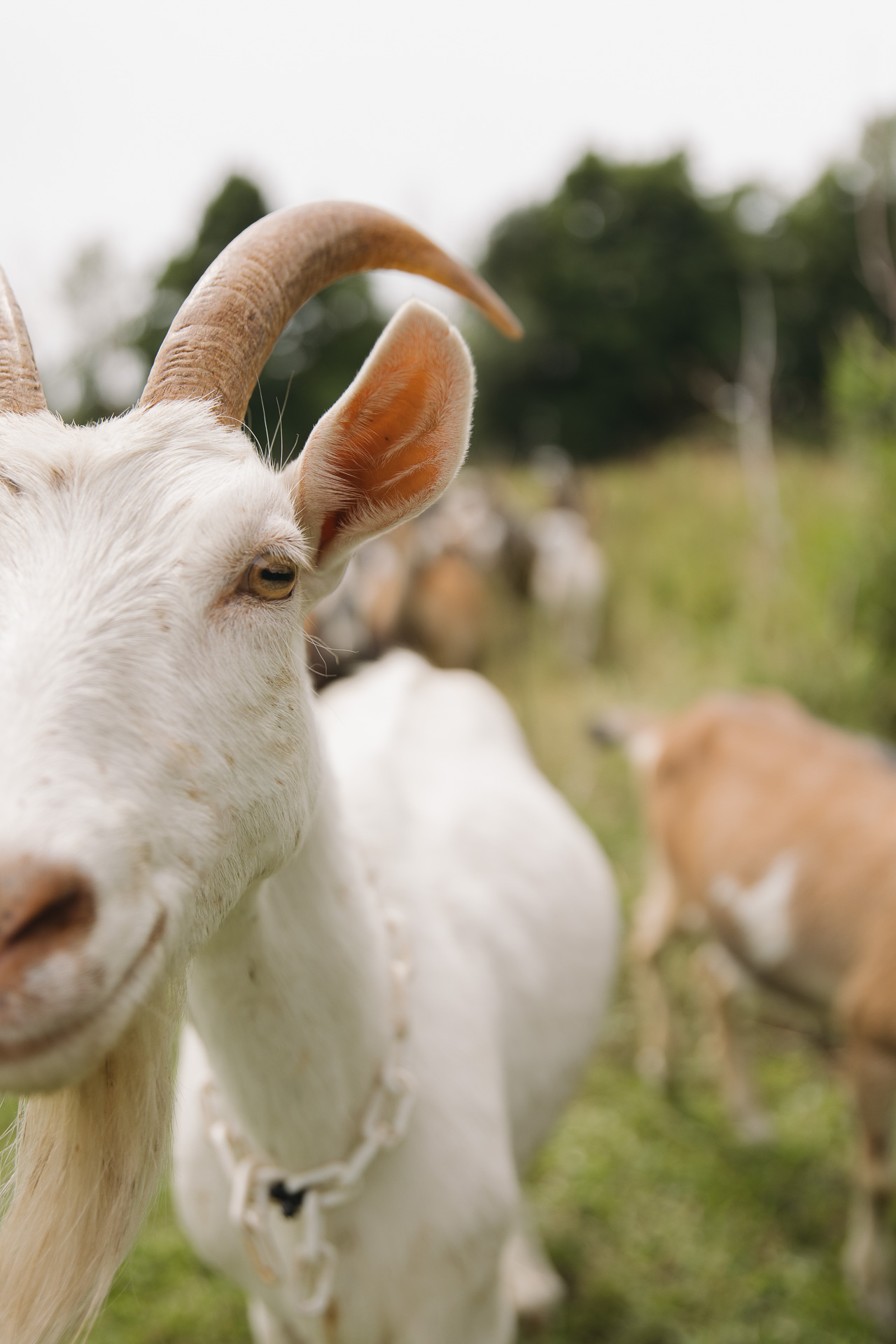 Ferme paysanne, par Andreanne Guimont