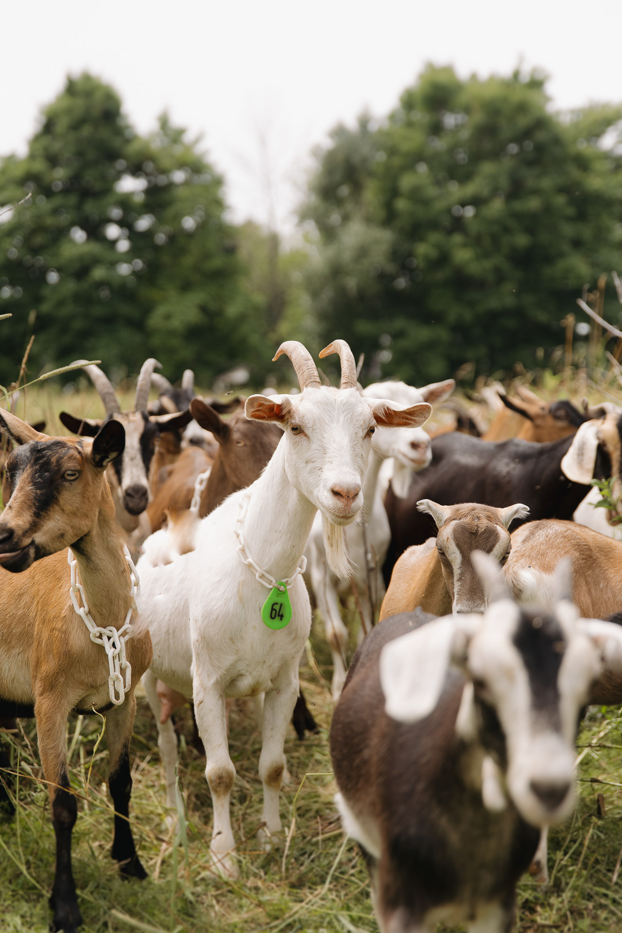 La ferme paysanne, par Andreanne Guimont