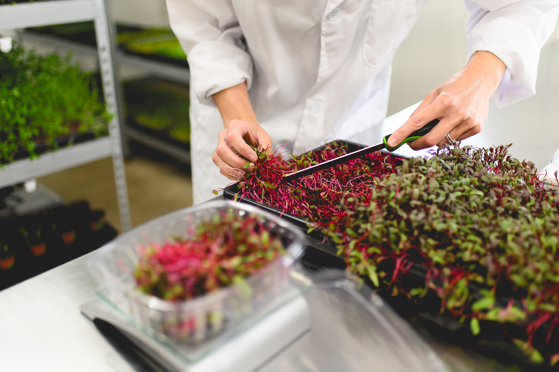 Les micro pousses des Jardins d'Evy, par JHA Photographie
