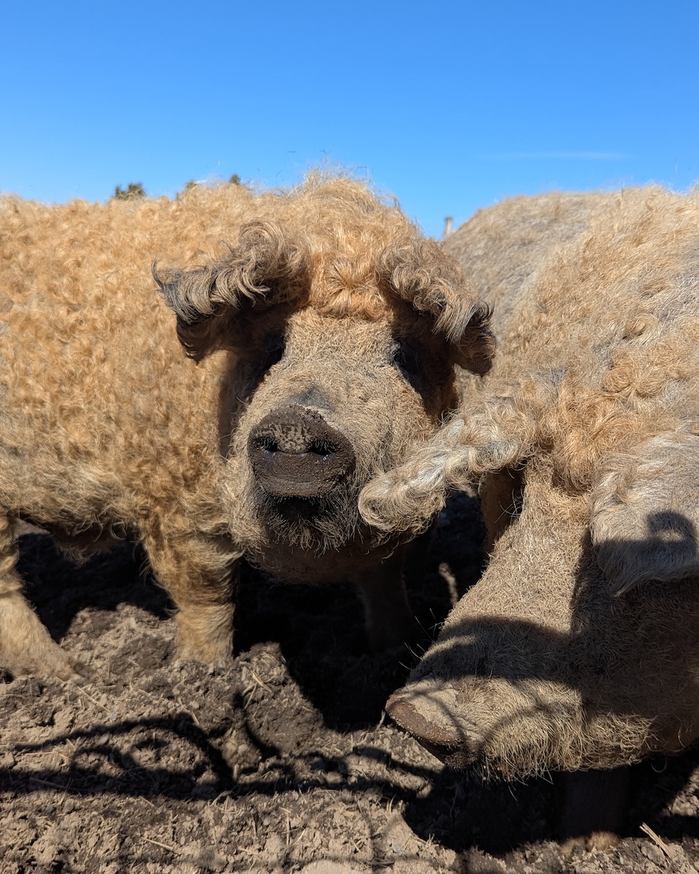 Porc Mangalitsa