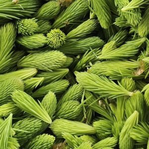 Atelier découverte - Nos épices forestières sauvages