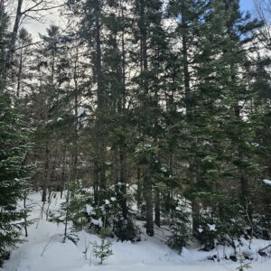 Début de printemps - Ce que nous offre la forêt