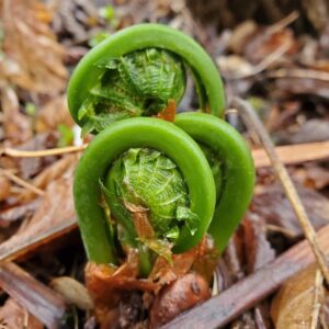 Initiation à la cueillette responsable et cuisine des têtes de violon