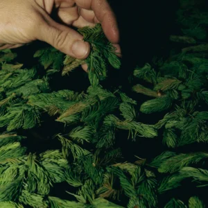 Plantes sauvages d’ici : usages, saveurs et traditions
