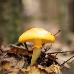 Cueillette de champignons