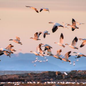 À la découverte des oiseaux migrateurs
