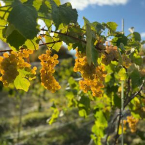 Le Banquet des Vendanges