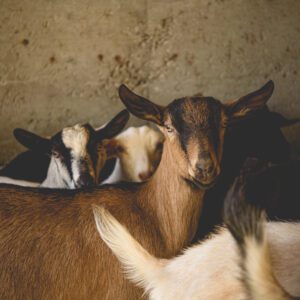 Halloween à la Ferme Paysanne